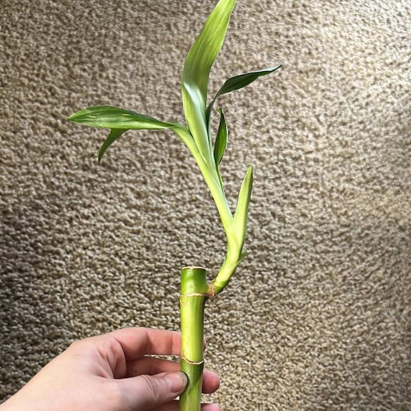 Lucky Bamboo Aquarium Filter Stem, Houseplants for the back of your filter! Terrarium Live Freshwater Plant Trims colorful Fish Tank Decor