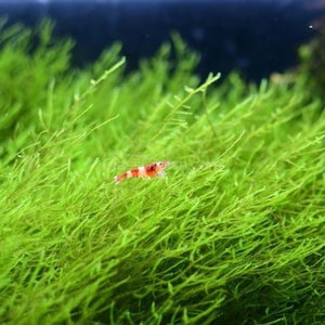 Shrimp Breeders Plant Pack , Low Tech Live Freshwater Aquarium Bundle Trims, Easy Fish Tank Decor