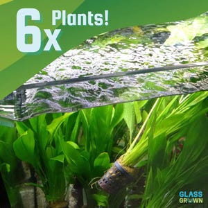 May include: A collection of six green aquatic plants submerged in water, featuring long, pointed leaves and a dark gray plastic mesh basket at the base. The image includes the text 6x Plants! in the upper left and Glass Grown in the lower right.