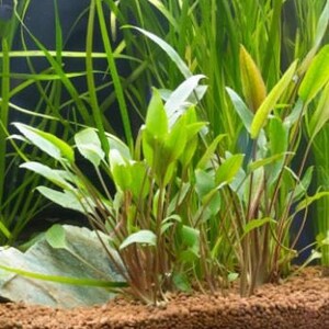 Potted Red Crypt Wendtii, Low Tech Aquarium Plant - Etsy