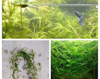 5 Stems Guppy Grass Bunch, Najas Low Tech Live Freshwater Aquarium Plant Trims, Easy Fish Tank Decor