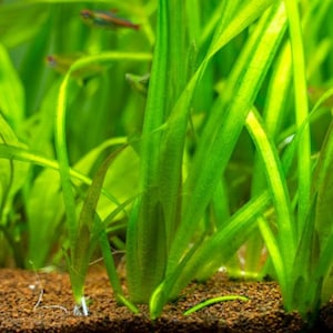 Jungle Val Plant, Vallisneria gigantea Tall Easy Care Low Tech Live Freshwater Aquarium Plant, Easy Fish Tank Aquatic Plants image 4