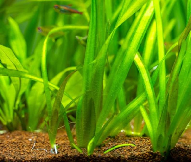 Jungle Val Plant, Vallisneria gigantea Tall Easy Care Low Tech Live Freshwater Aquarium Plant, Easy Fish Tank Aquatic Plants image 4