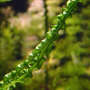Crinum Calamistratum Live Aquarium Plant - Easy Care, Freshwater, Tropical Tank Plant
