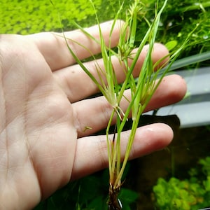 B2G1Free Potted Juncus repens Plant, Carpeting Creeping Rush Easy Care Low Tech Live Freshwater Aquarium Plant