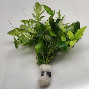 B2G1Free Bunch Water Wisteria, Stem Low Tech Live Freshwater Aquarium Plant, Easy Fish Tank Decor