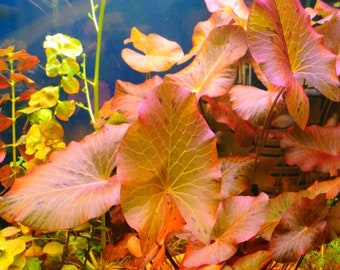 13 Species 50 Stems Live Aquarium Plants Package Free S/h Live Aquatic  Plants Colorful 