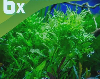 Low Light Aquarium Plant Bundle (6 Bunches) Easy Fish Tank Decor