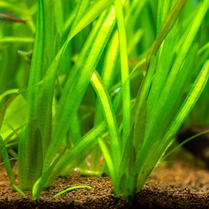 Jungle Val Plant, Vallisneria gigantea Tall Easy Care Low Tech Live Freshwater Aquarium Plant, Easy Fish Tank Aquatic Plants