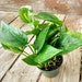 see more listings in the Terrarium planten section