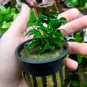 B2G1Free Potted Anubias Nana Petite, Slow Growing Low Tech Live Freshwater Aquarium Plant, Easy Fish Tank Decor