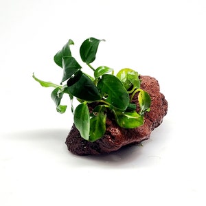 B2G1Free Anubias Nana Petite Lava Rock, Aquatic Low Tech Live Freshwater Aquarium Plant, Easy Fish Tank Decor