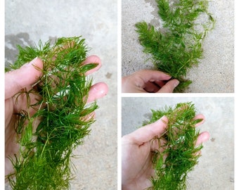 Hornwort Bunch, Coontail Low Tech Live Freshwater Aquarium Plant Trims, Easy Fish Tank Decor