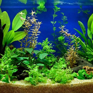 May include: A freshwater aquarium setup featuring a variety of aquatic plants with vibrant green and reddish-brown foliage. The plants are rooted in a light tan sandy substrate against a solid deep blue background, creating a dense underwater scene.