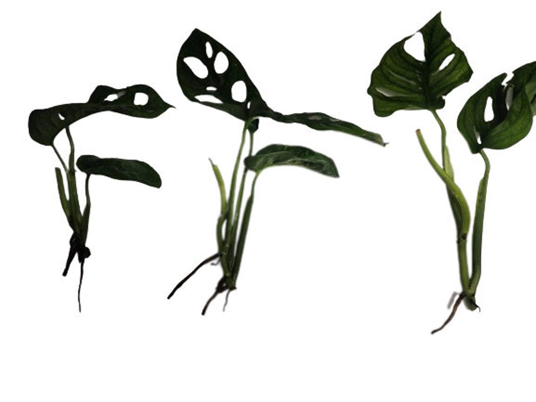 B2g1free Swiss Cheese Vine Rooted Stems, Bog Houseplants for Your