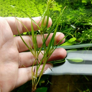 Juncus repens Plant, Carpeting Creeping Rush Easy Care Low Tech Live Freshwater Aquarium Plant, Easy Fish Tank Aquatic Plants