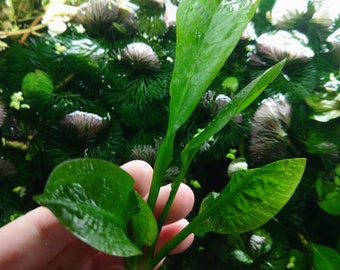 Rosette Sword Plant, Echinodorus Betta Axolotl Low Tech Live Freshwater Aquarium Plant, Easy Fish Tank Decor