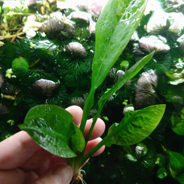 Rosette Sword Plant, Echinodorus Betta Axolotl Low Tech Live Freshwater Aquarium Plant, Easy Fish Tank Decor