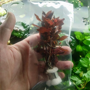 May include: A close-up of a red aquarium plant in a clear plastic bag. The plant is rooted and ready to be planted in an aquarium.