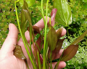 Oriental Sword Plant, Large Echinodorus Betta Axolotl Low Tech Live Freshwater Aquarium Plant, Easy Fish Tank Decor