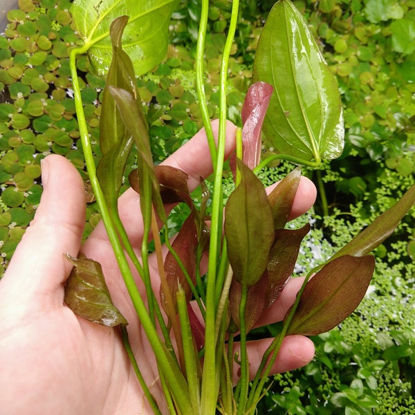 Oriental Sword Plant, Large Echinodorus Betta Axolotl Low Tech Live Freshwater Aquarium Plant, Easy Fish Tank Decor