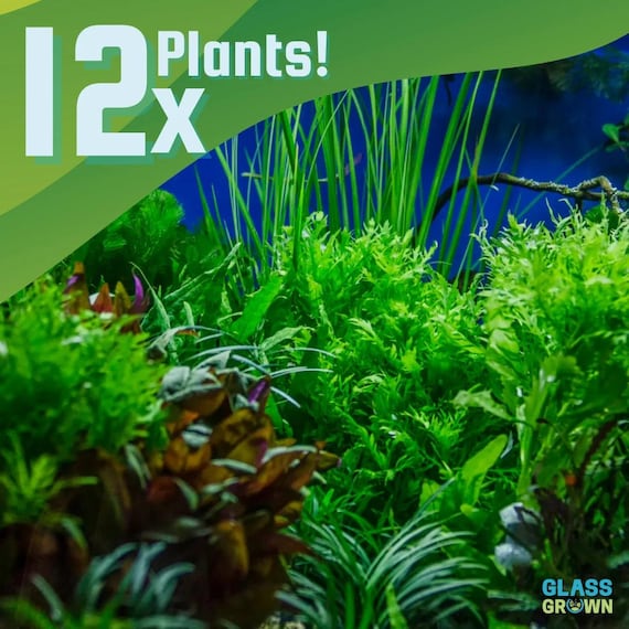 12 FULL SIZE Aquarium Plant Bundle, Low Tech Freshwater Fish Tank Plants