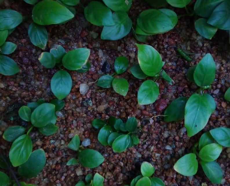 Anubias Nana Rosette, planta de acuario de agua dulce viva de baja tecnología y crecimiento lento, decoración fácil de peceras imagen 3