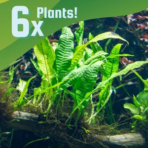 May include: An underwater shot of six green aquatic plants. The plants have long, textured leaves and are rooted in a brown, woody base. The text "6X Plants!" is in the upper left corner, indicating the quantity of plants.