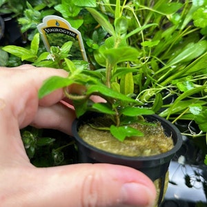 B2G1Free Potted Staurogyne Repens, Easy Low Tech Live Freshwater Aquarium Plant, Easy Fish Tank Decor