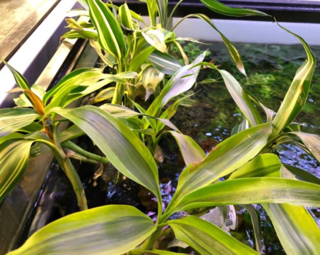 Striped Lucky Bamboo Aquarium Stems, Houseplants for the Back of Your