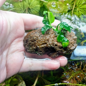 Anubias Nana 'Petite' Lava Rock, B2, G1 Free, Aquatic Low Tech Live Freshwater Aquarium Plant, Easy Fish Tank Decor image 1