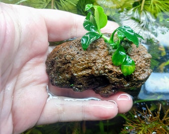 Anubias Nana 'Petite' Lava Rock, B2, G1 Free!, Aquatic Low Tech Live Freshwater Aquarium Plant, Easy Fish Tank Decor