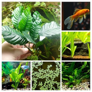 Puede incluir: Un collage de imágenes que muestran diferentes tipos de plantas de acuario. La imagen superior izquierda muestra una mano sosteniendo una planta verde con hojas grandes. La imagen superior derecha muestra un pez dorado naranja nadando en un tanque. La imagen inferior izquierda muestra una planta verde con hojas largas y delgadas. La imagen inferior derecha muestra una planta verde con hojas pequeñas y redondas.