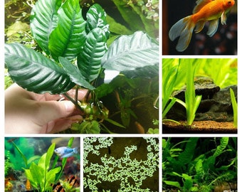 Goldfish Safe Plant Bundle 5 Pack, Low Tech Live Freshwater Aquarium Aquascape Bundle, Easy Fish Tank Decor