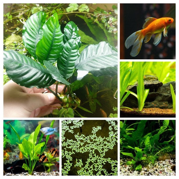 Image showcasing Gold Fish Plant - Etsy
