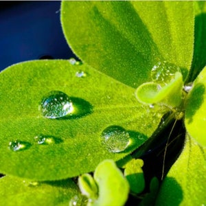 One Cup Water Lettuce Floaters, Mix Sizes Live Freshwater Aquarium Plants, Low Tech, Easy Beginner Pack, Fry Shrimp Safe Hides