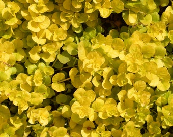 Golden Creeping Jenny Bunch, Lush Live Aquarium Plant for Easy Fish Tank Decor