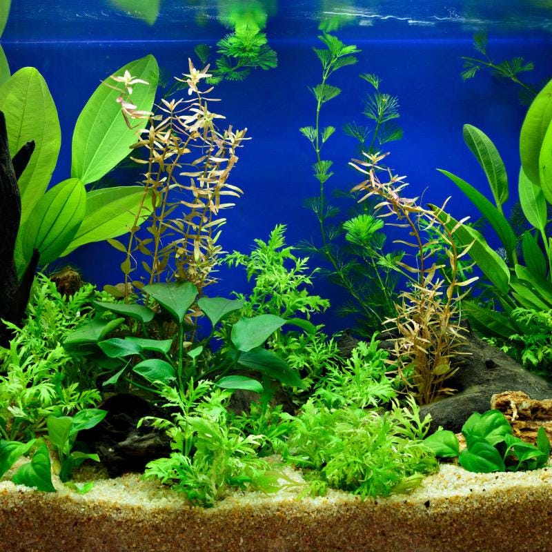 Fish Tank Plants Low Light Plant Bundle - 6-Pack Live Freshwater Aquarium  Plants For Beginners (Hornwort & More) Aquatic Live Plants