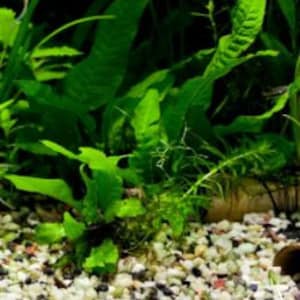 May include: Close-up of aquatic plants with vibrant green leaves. The plants are set against a backdrop of small, light-colored gravel, creating a natural and textured environment. The image highlights the details of the plant's foliage.