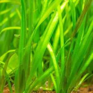 Jungle Val Plant, Vallisneria gigantea Tall Easy Care Low Tech Live Freshwater Aquarium Plant, Easy Fish Tank Aquatic Plants image 2