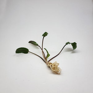 Crypt Wendtii Green Plant, Slow Growing Low Tech Live Freshwater Aquarium Plant, Easy Fish Tank Decor