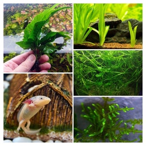 Axolotl Low Light Plant Bundle 4 Pack, Low Tech Live Freshwater Aquarium Kit, Easy Fish Tank Decor