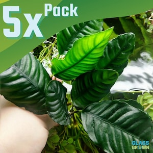May include: A 5x pack of dark green aquatic plants with textured, rippled leaves. The foliage is deep green with visible veins and a glossy finish. The text 5x Pack is displayed in the upper left corner, and the text Glass Grown is in the bottom right.