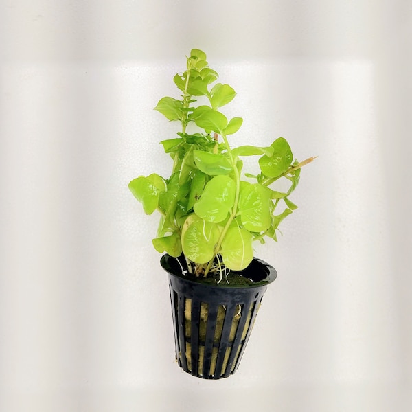 Potted Golden Creeping Jenny, Stem Low Tech Live Freshwater Aquarium Plant, Easy Fish Tank Decor