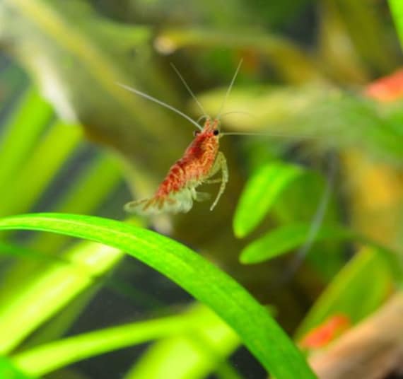 6 Grams Baby Shrimp Grower Food Supplement for Low Tech Beginner