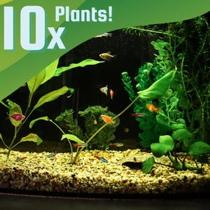 Live Aquarium Plant Pack (10 Species), Beginner Easy Low Light Live Plants Bundle, Freshwater Tank, No CO2 Starter Kit