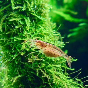 Java Moss Golf ball Portion Low Tech Live Freshwater Aquarium Plant Mosses, Easy Fish Tank Decor