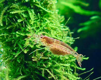 Java Moss Clump, Live Aquarium Plant, Easy Fish Tank Decor