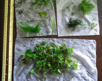Ultra Rare - Bucephalandra King Devil - Etsy