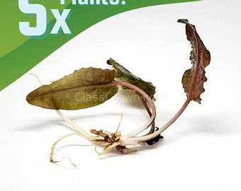 5x Cryptocoryne Wendtii Bronze, Low Tech Aquarium Plant